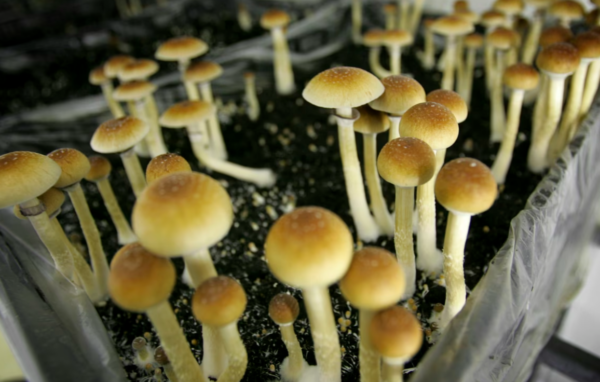 magic mushrooms
